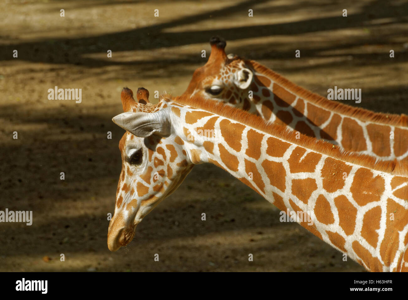 Giraffe (Giraffa Plancius) ist eine afrikanische sogar-toed Huftier Säugetier, das größte lebende Tier der terrestrischen und die größte Stockfoto