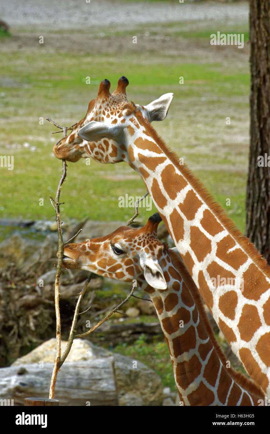 Giraffe (Giraffa Plancius) ist eine afrikanische sogar-toed Huftier Säugetier, das größte lebende Tier der terrestrischen und die größte Stockfoto