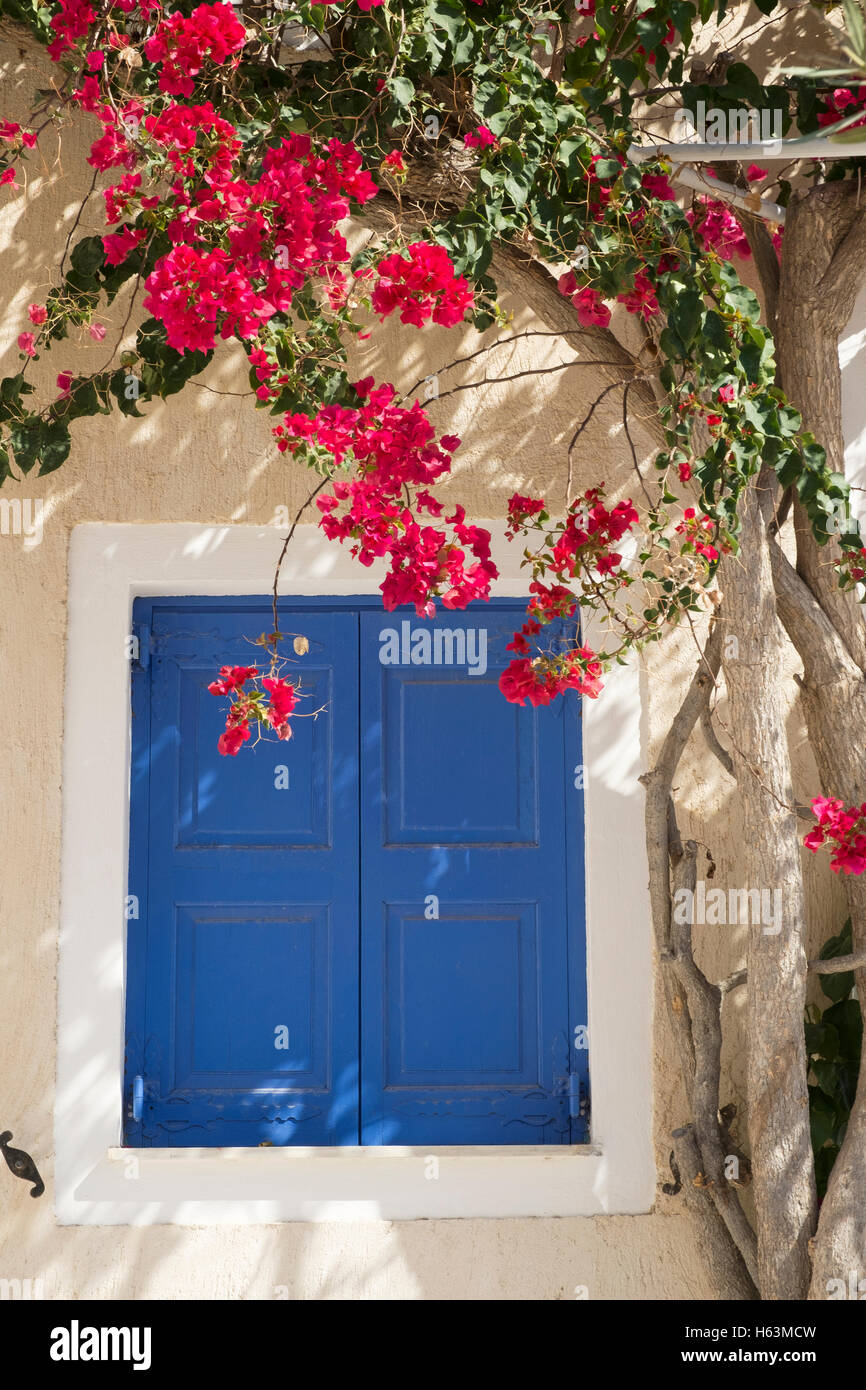 Eine blaue Fensterläden Fenster und rote Blüten auf einem Baum in Akrotiri, Santorin, Griechenland. Stockfoto