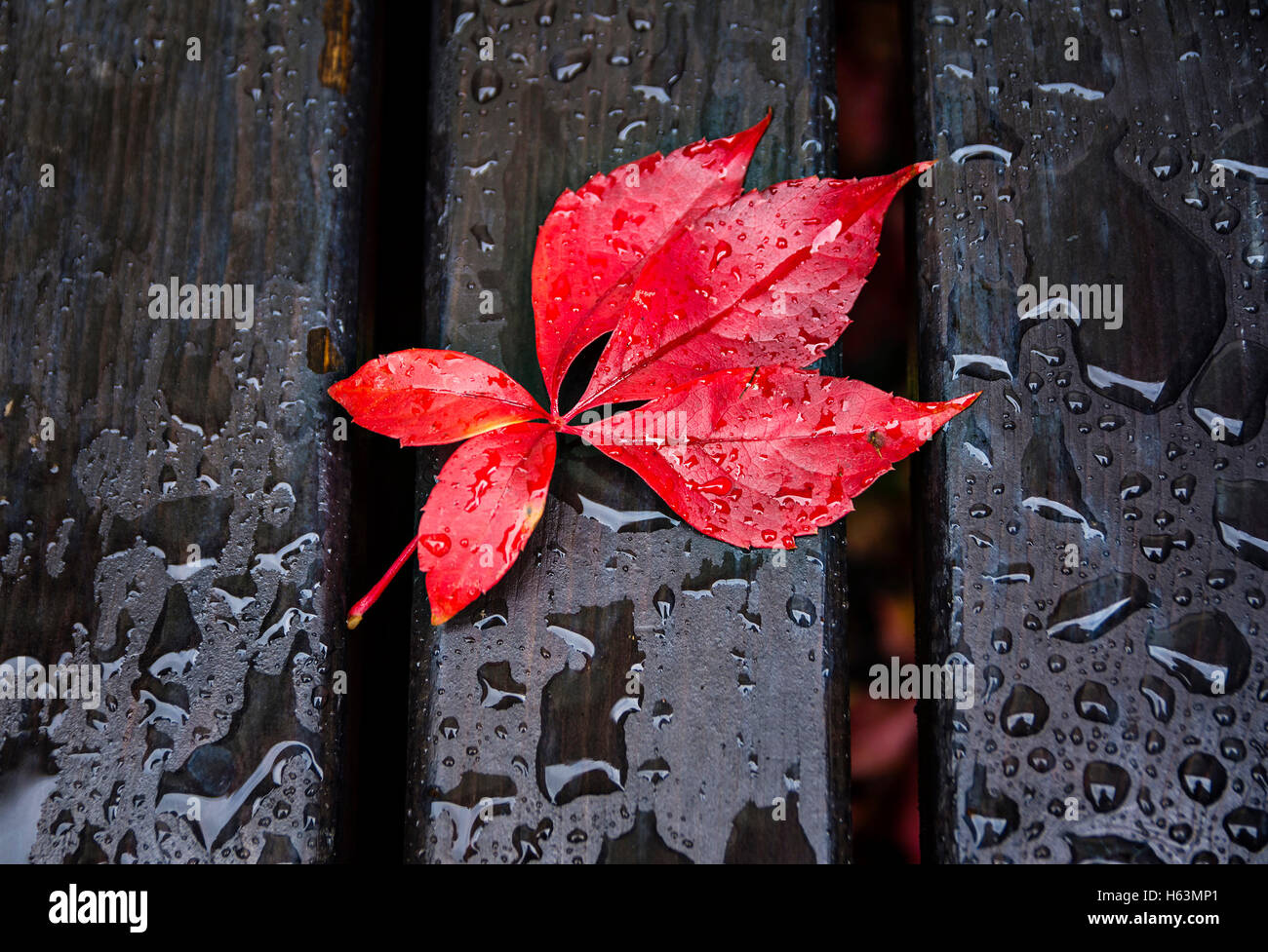 Rote Blätter, schwarze Sitzbank und Regen Tropfen Stockfoto