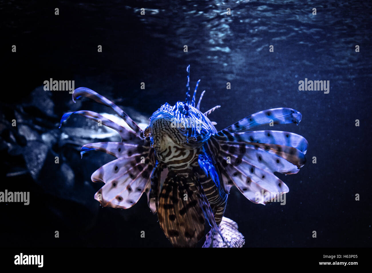 Exotische tropische Teufel Firefish oder gemeinsame Rotfeuerfisch (Pterois Miles) Stockfoto