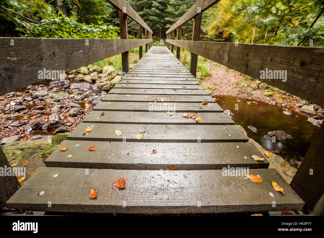 Holzbrücke im Wald in der Nähe von Brackvenn in Belgien Stockfoto