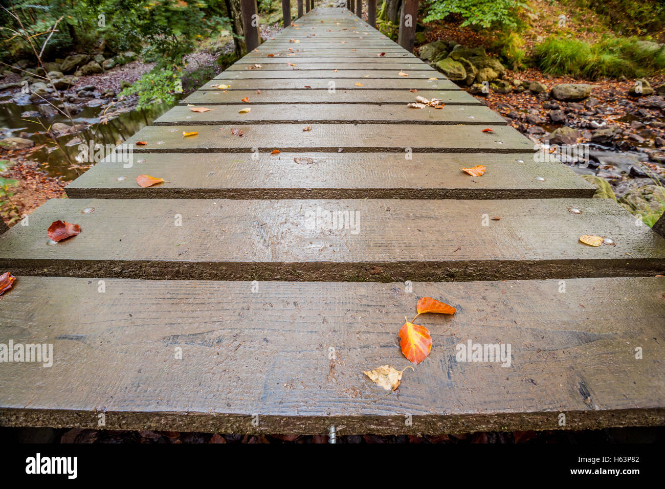 Holzbrücke im Wald in der Nähe von Brackvenn in Belgien Stockfoto