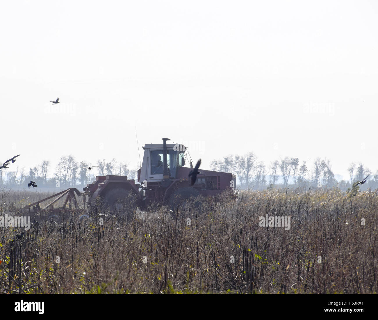 Traktor pflügen ein Feld und Krähen fliegen um ihn herum auf der Suche nach Nahrung Stockfoto