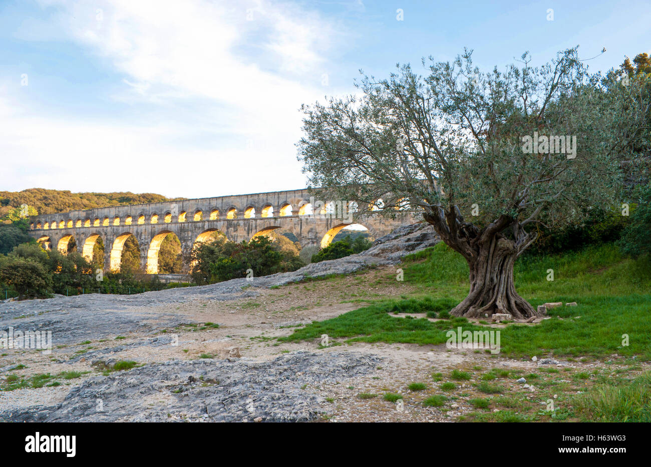 Der malerische Blick mit einem alten Olivenbaum und der Pont du Gard auf dem Hintergrund. Stockfoto