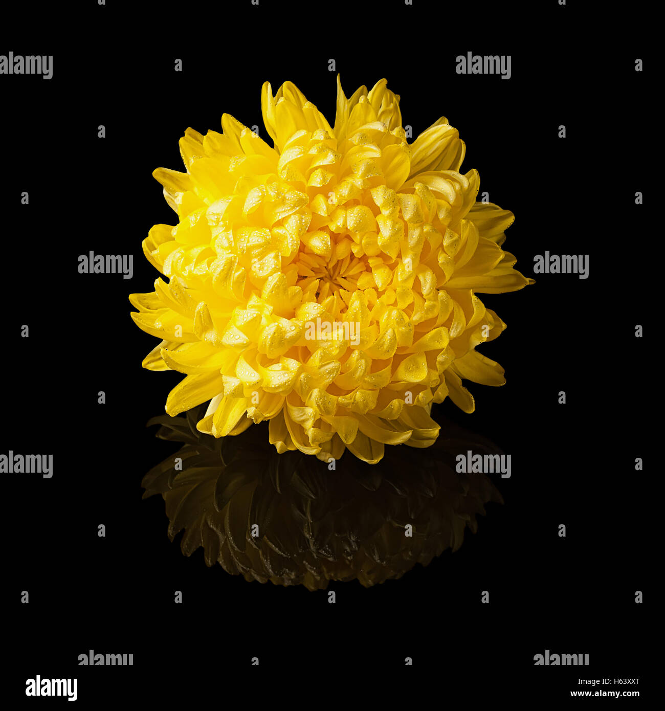 Chrysantheme gelbe Blüte Seitenansicht auf realistische Reflexion glänzend auf schwarzem Hintergrund isoliert Stockfoto