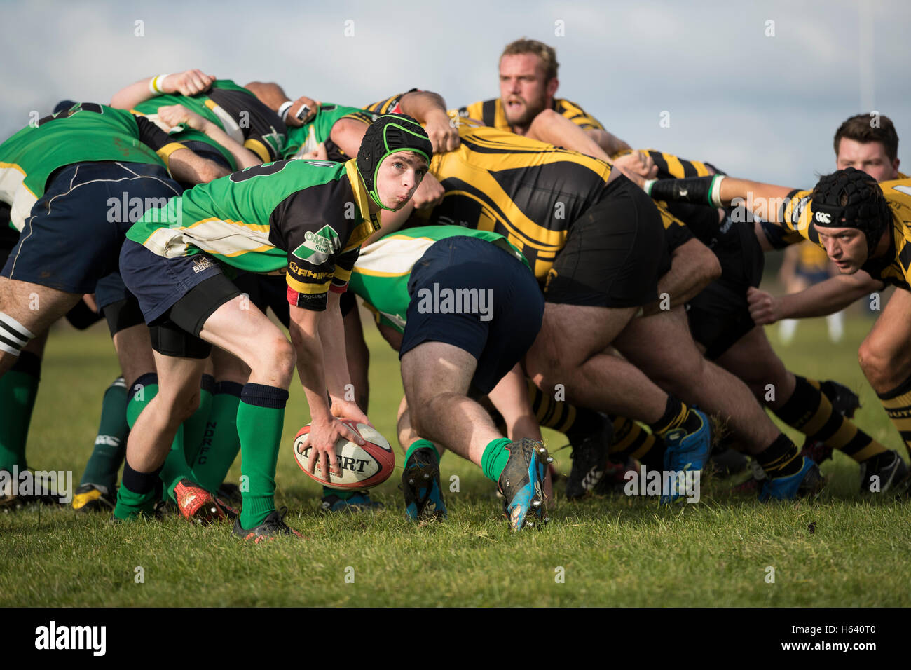 North Dorset RFC 2. XV Vs Bournemouth III XV - Dorset, England. NDRFC scrum-Hälfte in Aktion. Stockfoto