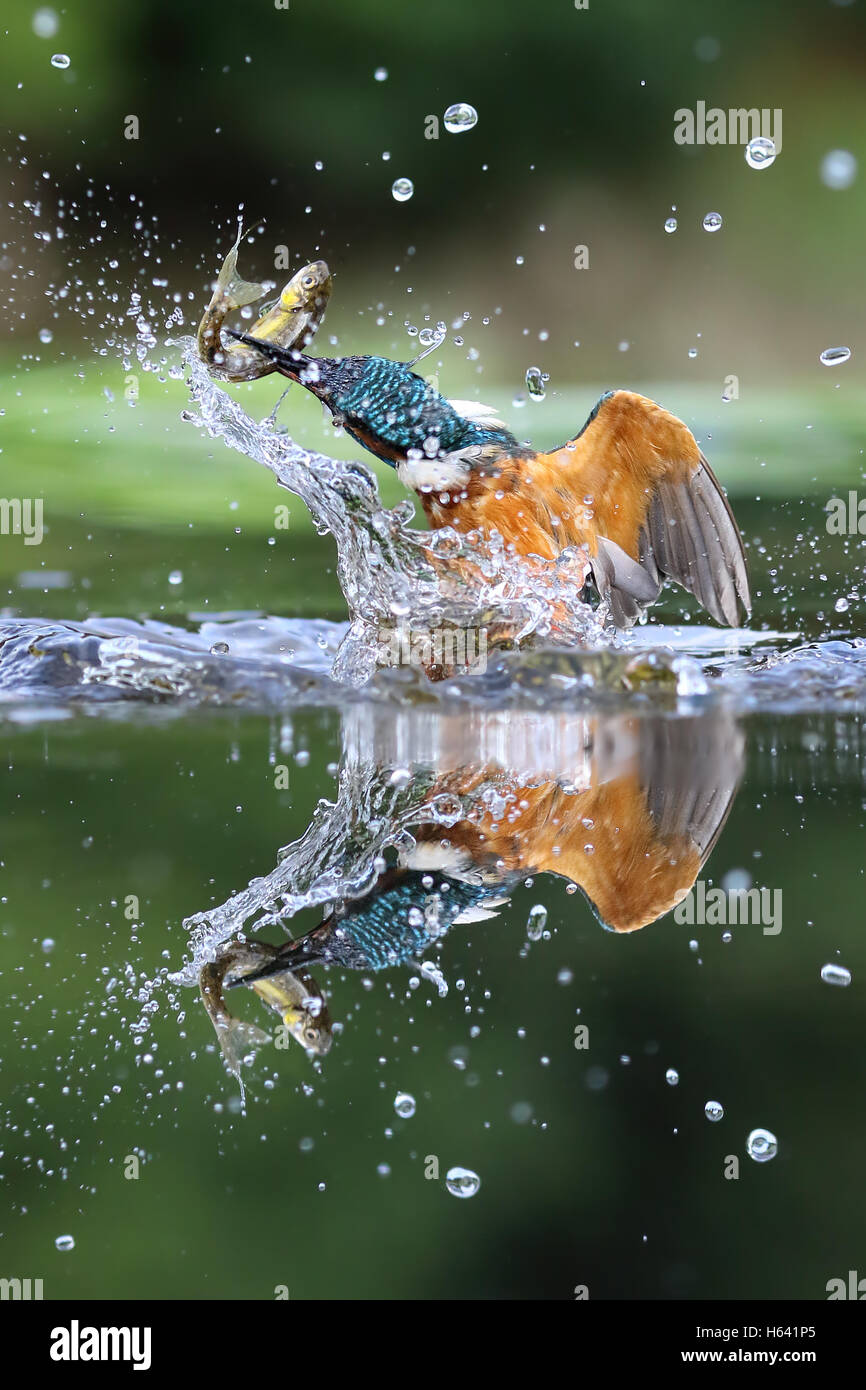 Wilde Eisvogel (Alcedo Atthis) aus Wasser mit einem Fisch. Genommen in Schottland, Großbritannien Stockfoto