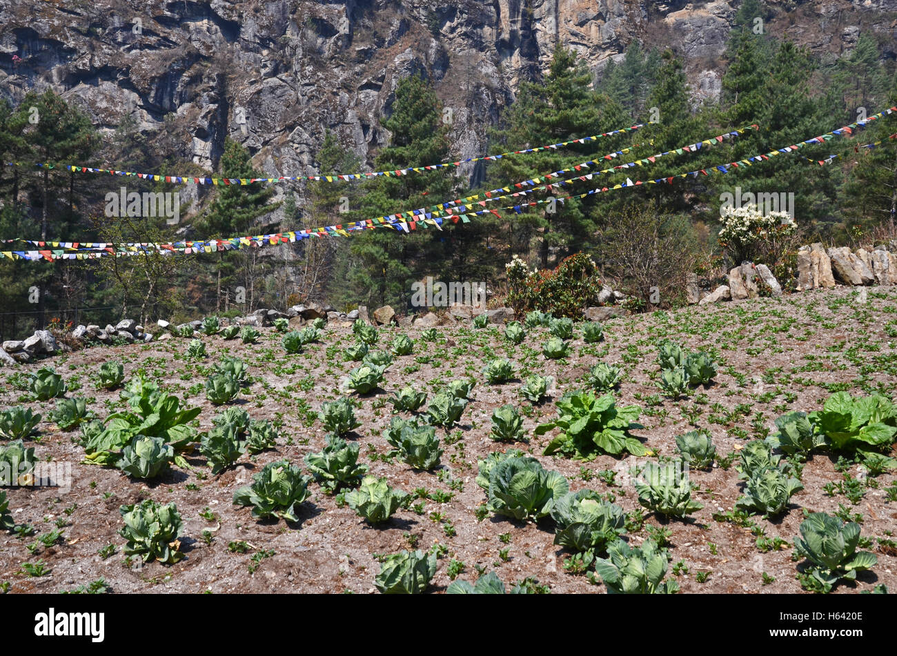 Kohl und Gebetsfahnen in einem Feld in der Nähe des Dorfes Benkar, Solukhumbu, Nepal Stockfoto