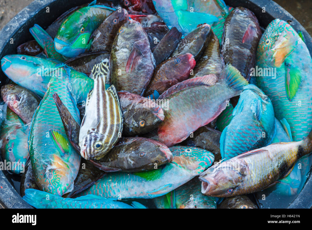 Fische in einem Markt. Stockfoto