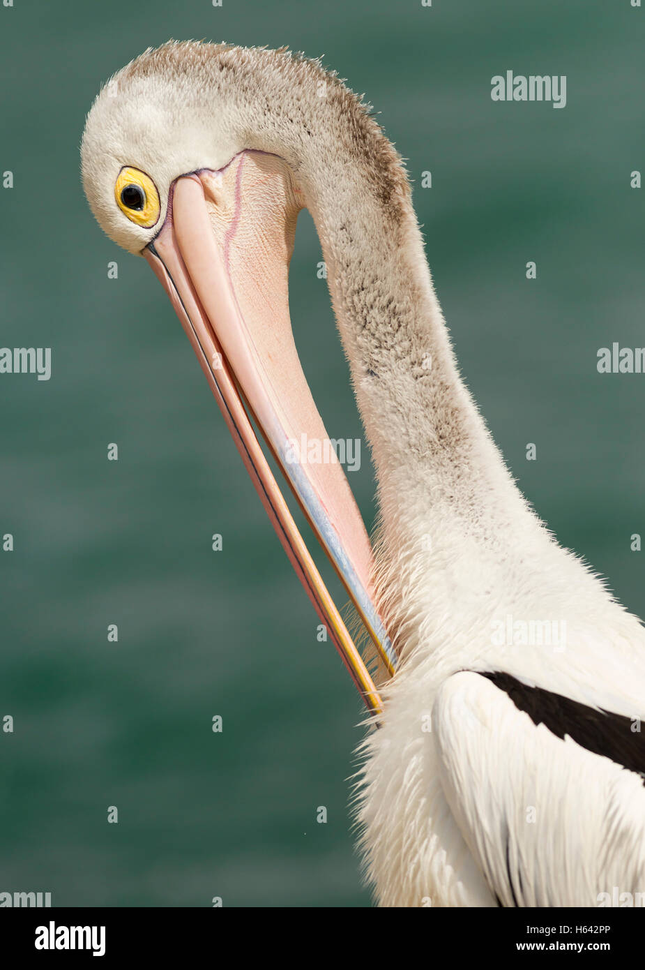 Australischer Pelikan Pelecanus conspicillatus enorme unverwechselbare Vogel mit dem langen Hals und Kurze stout Beine. Oft um Fischer gefunden. Stockfoto