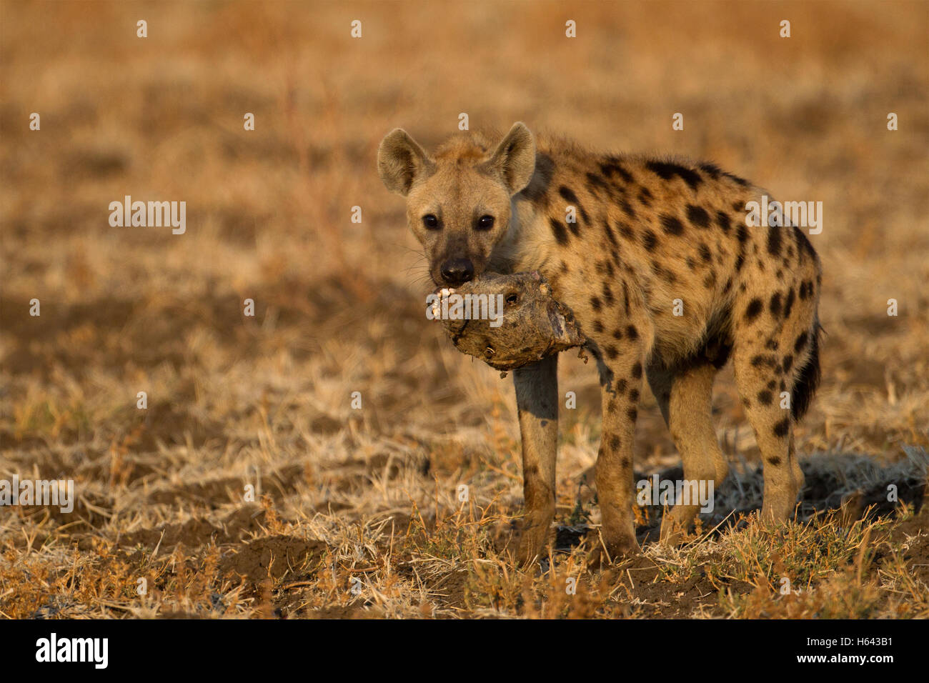Eine gefleckte Hyänen (Crocuta Crocuta) mit dem Kopf eines anderen Stockfoto