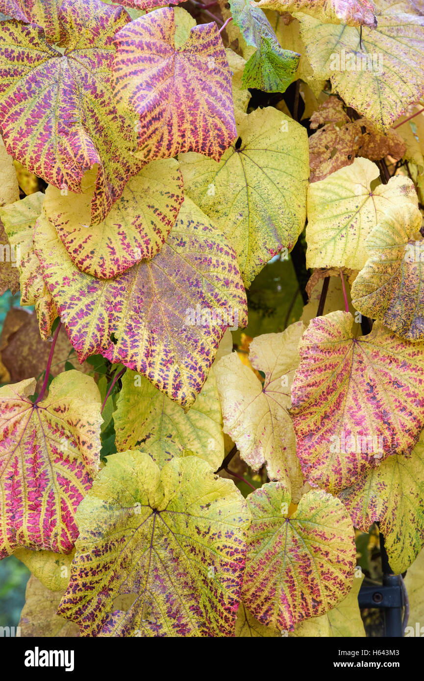 Vitis Vinifera verlässt. Weinrebe Blätter im Herbst in RHS Wisley Gardens, Surrey, England Stockfoto