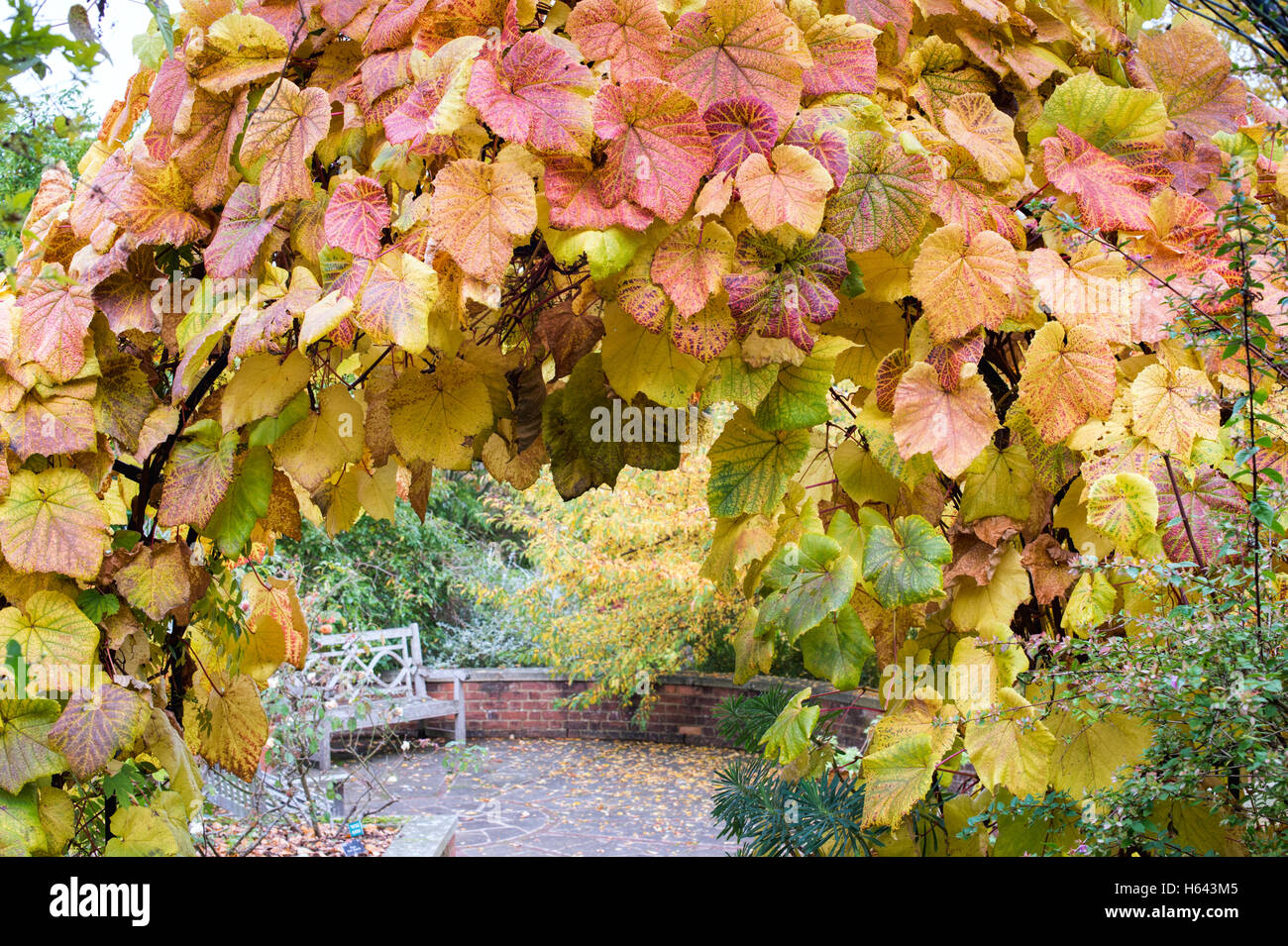 Vitis Vinifera verlässt. Weinrebe Blätter im Herbst in RHS Wisley Gardens, Surrey, England Stockfoto