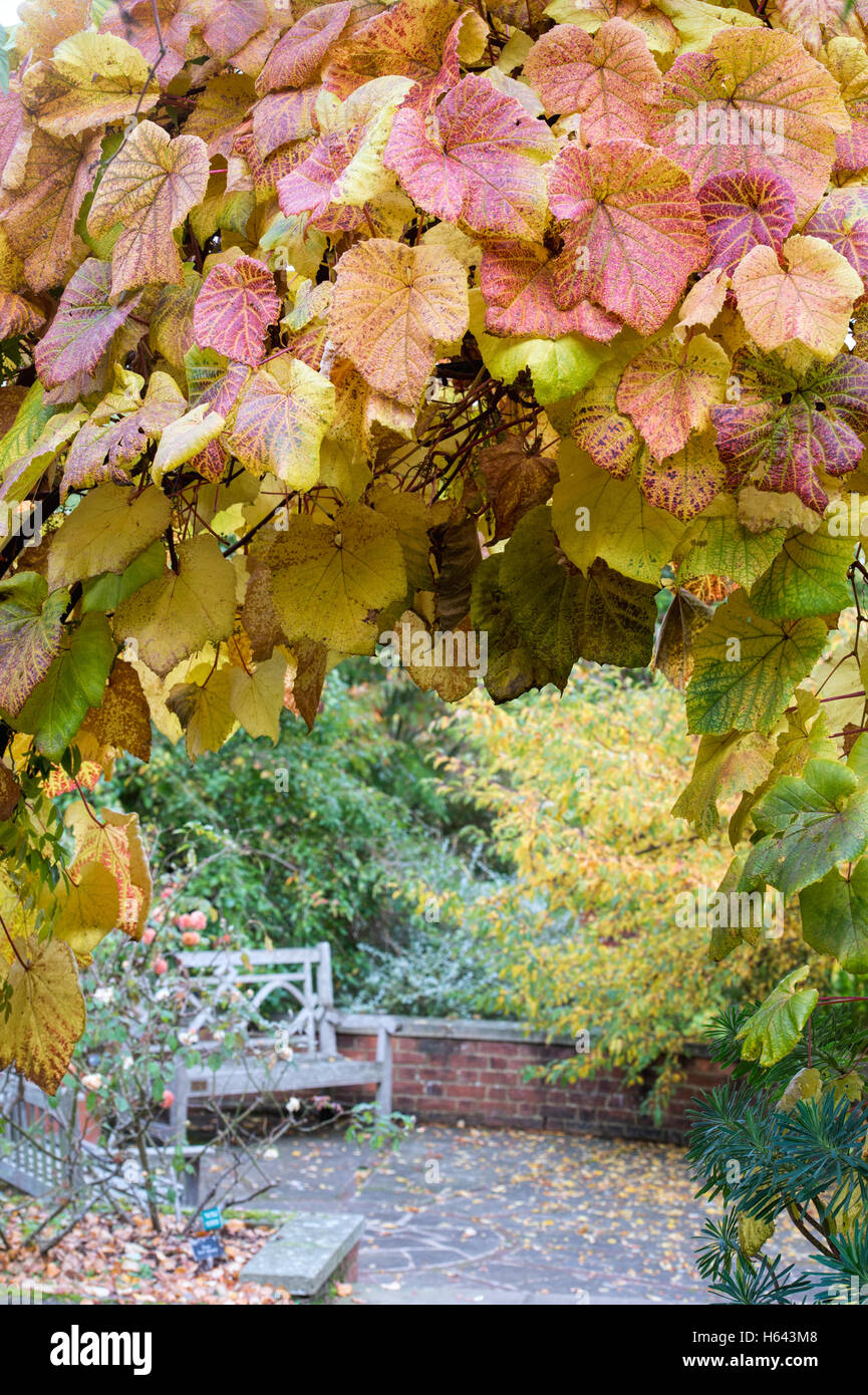 Vitis Vinifera verlässt. Weinrebe Blätter im Herbst in RHS Wisley Gardens, Surrey, England Stockfoto