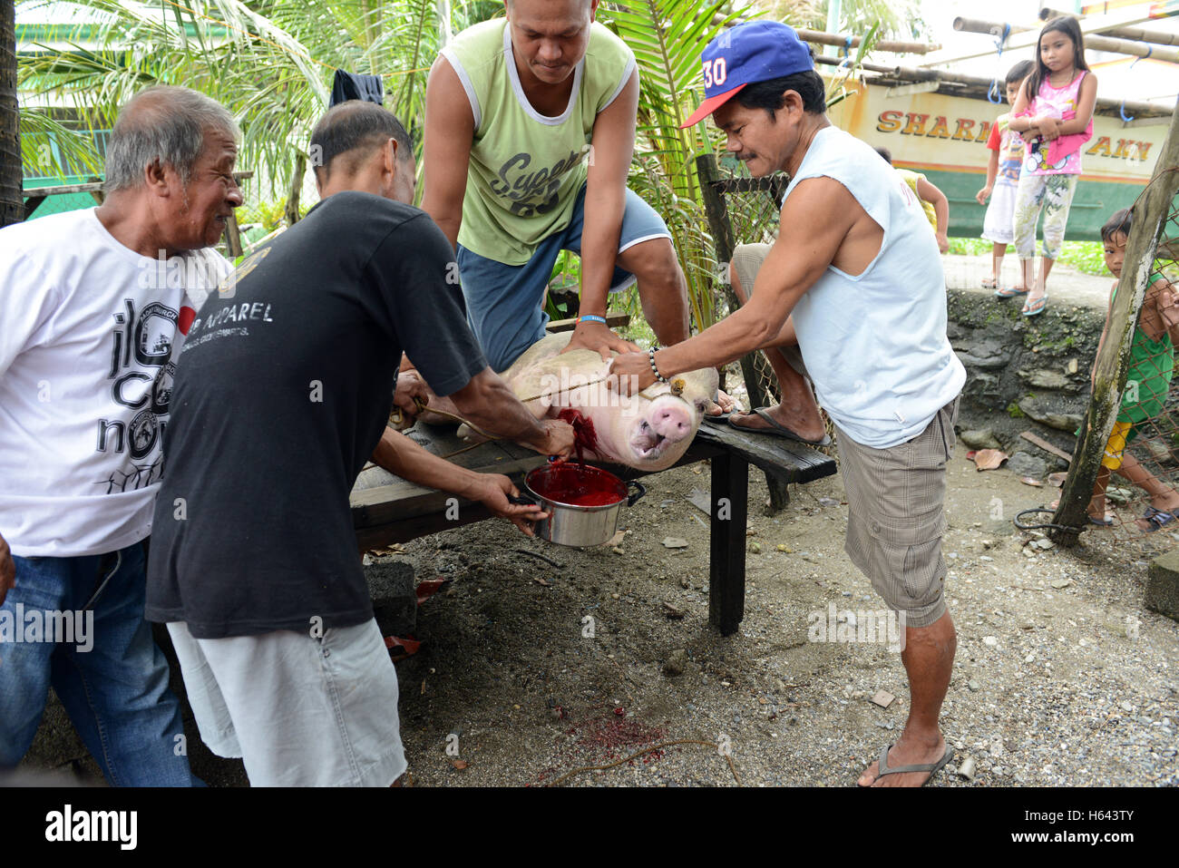 Schlachtung eines Schweins in Mindoro, Philippinen. Stockfoto