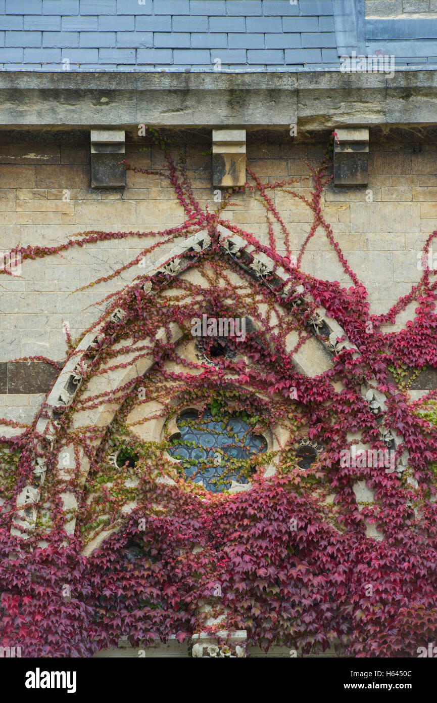Parthenocissus Tricuspidata. Japanische Schlingpflanze / Boston-Efeu an den Wänden am Christ church College im Herbst. Oxford University Press; UK Stockfoto