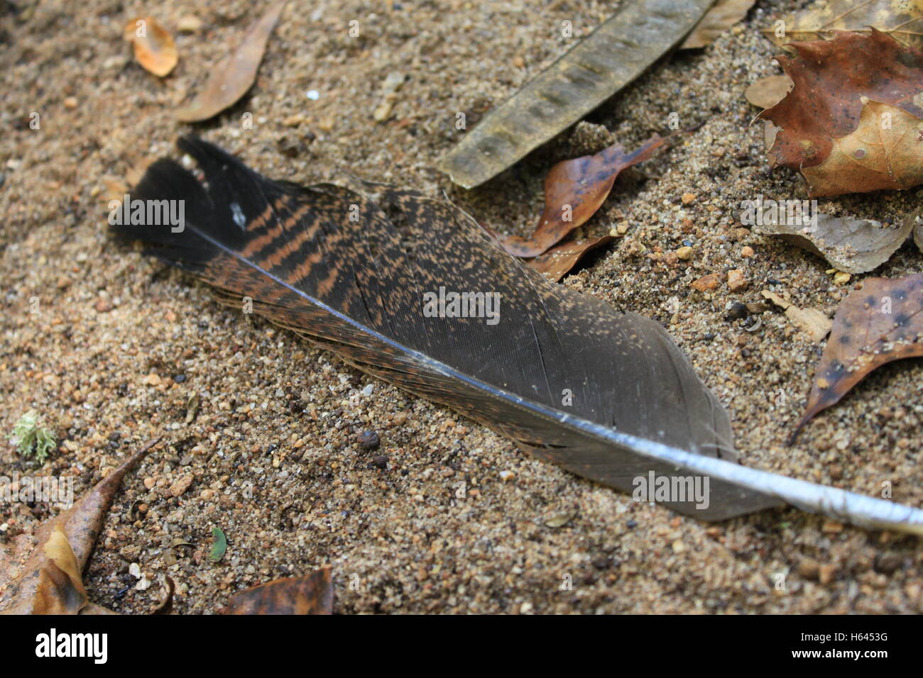 Truthahnfeder Stockfotos Und Bilder Kaufen Alamy