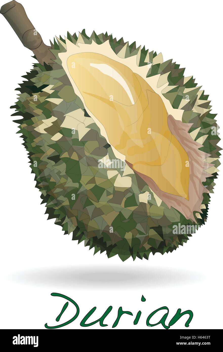 Durian auf dem weißen Hintergrund isoliert. Vektor. Stock Vektor