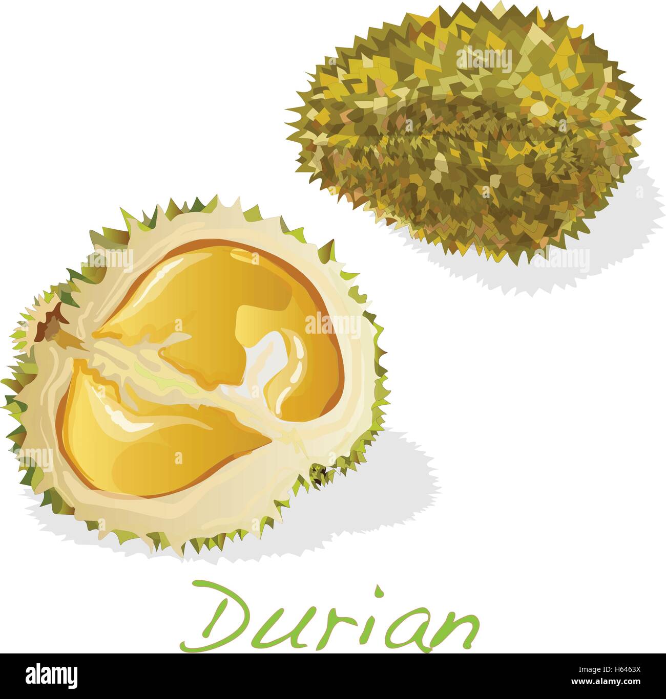 Durian auf dem weißen Hintergrund isoliert. Vektor. Stock Vektor