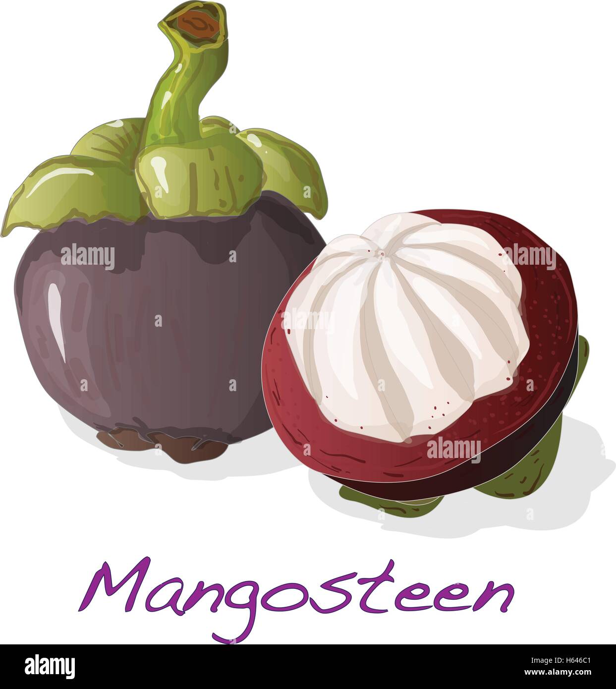 Reife Mangostan isoliert auf weißem Hintergrund. Vektor-Illustration. Stock Vektor