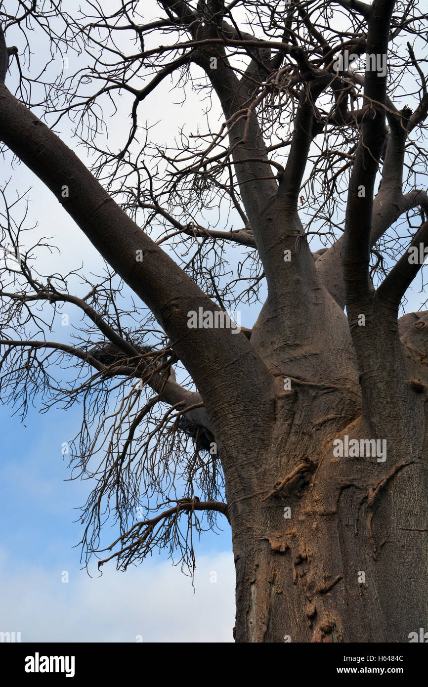 Die oberen Äste des Baobab-Baum im Tuli Wildnisgebiet von Botswana, Afrika. Stockfoto