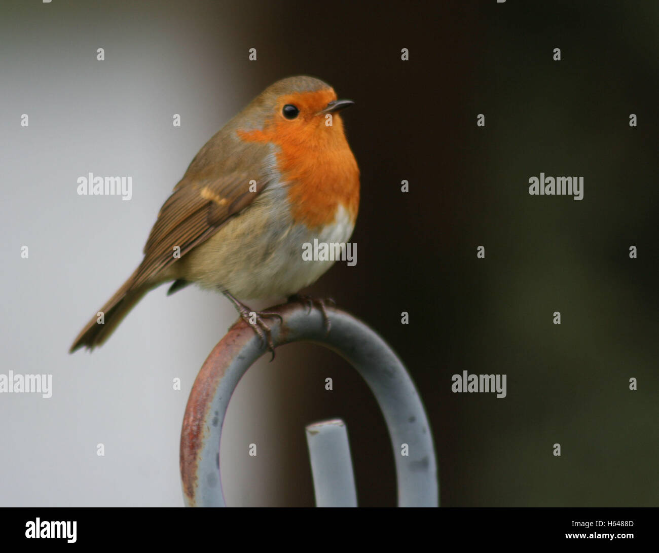 Robin auf einem Hochsitz Stockfoto