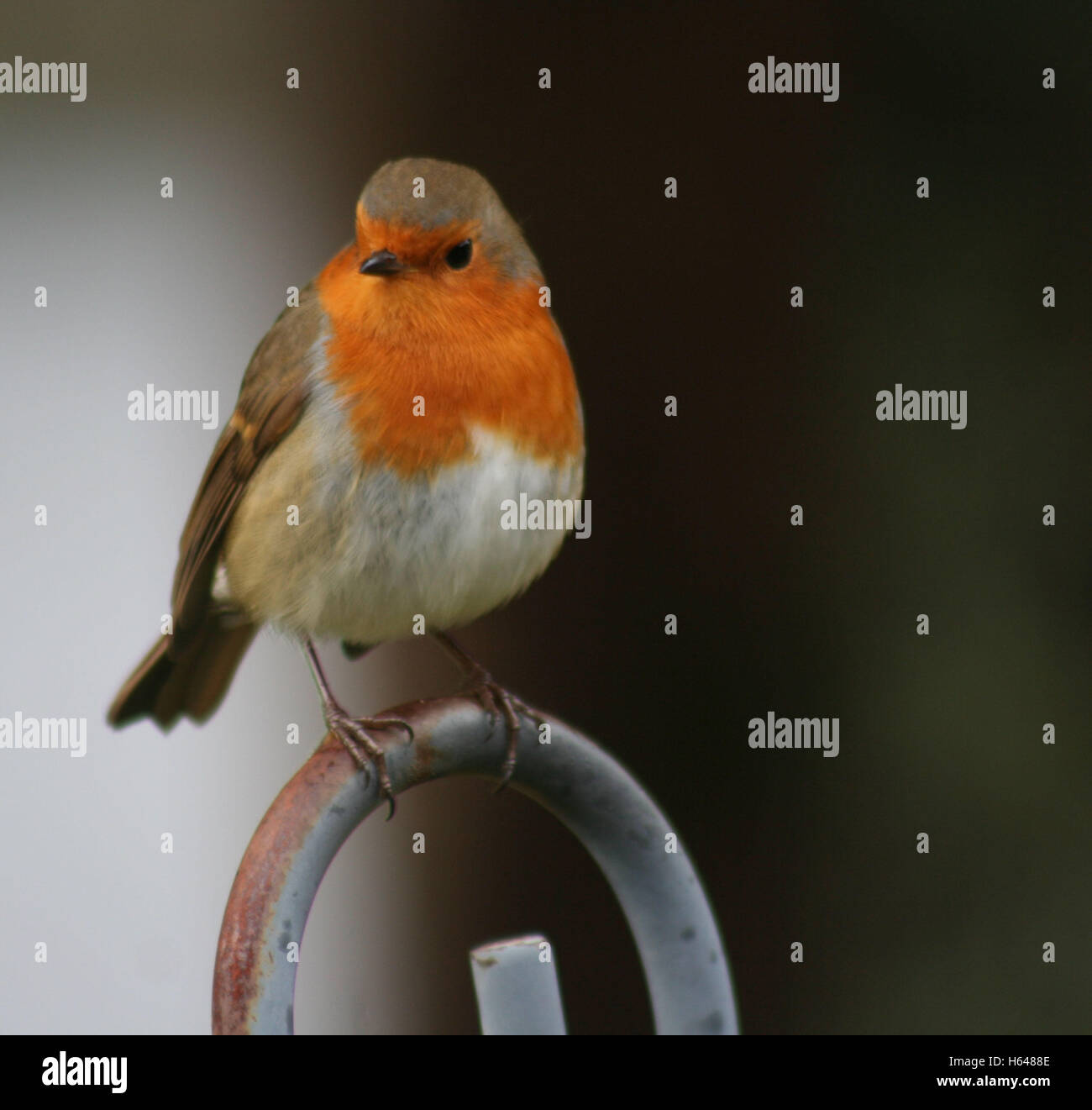 Robin auf einem Hochsitz Stockfoto