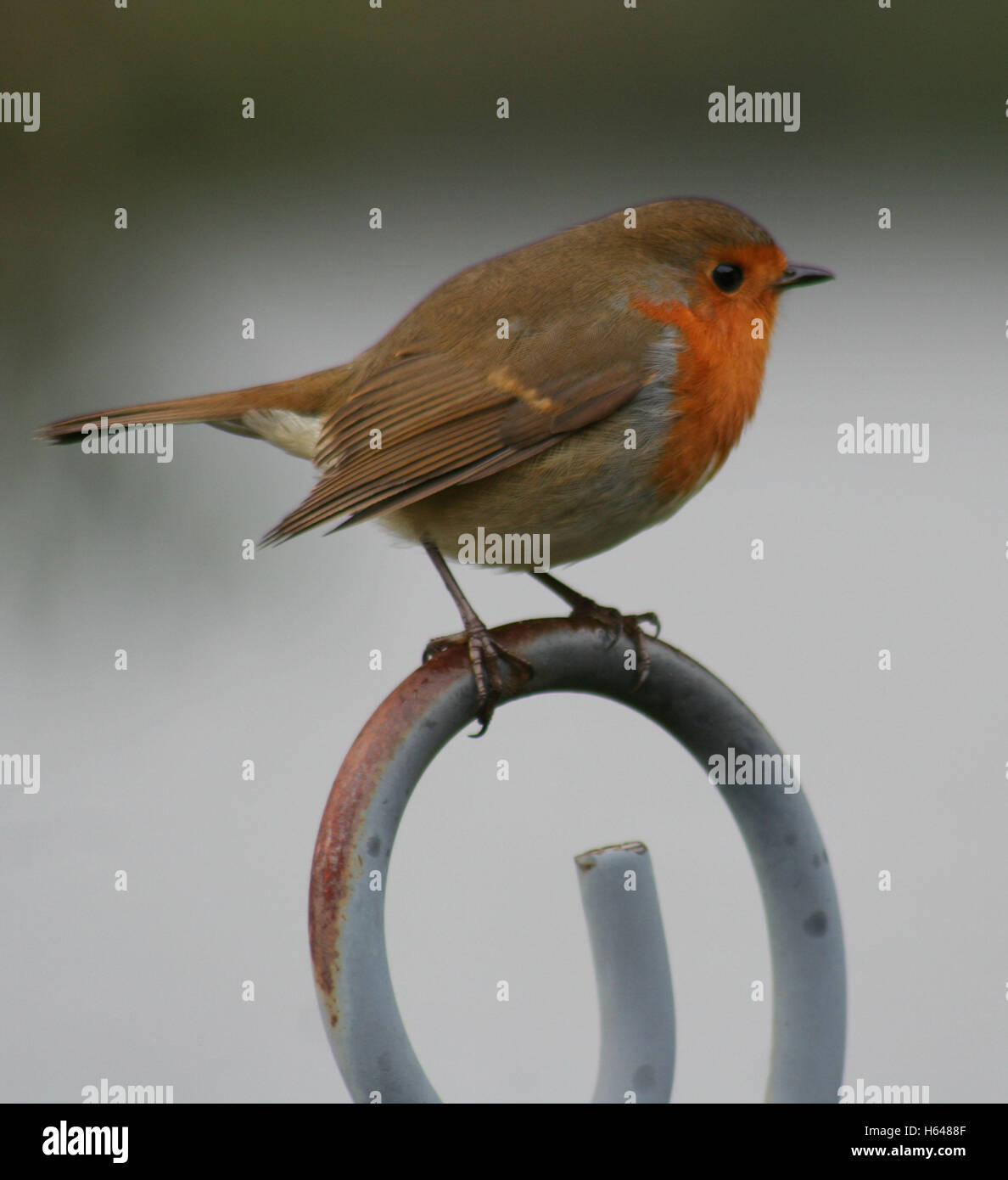 Robin auf einem Hochsitz Stockfoto