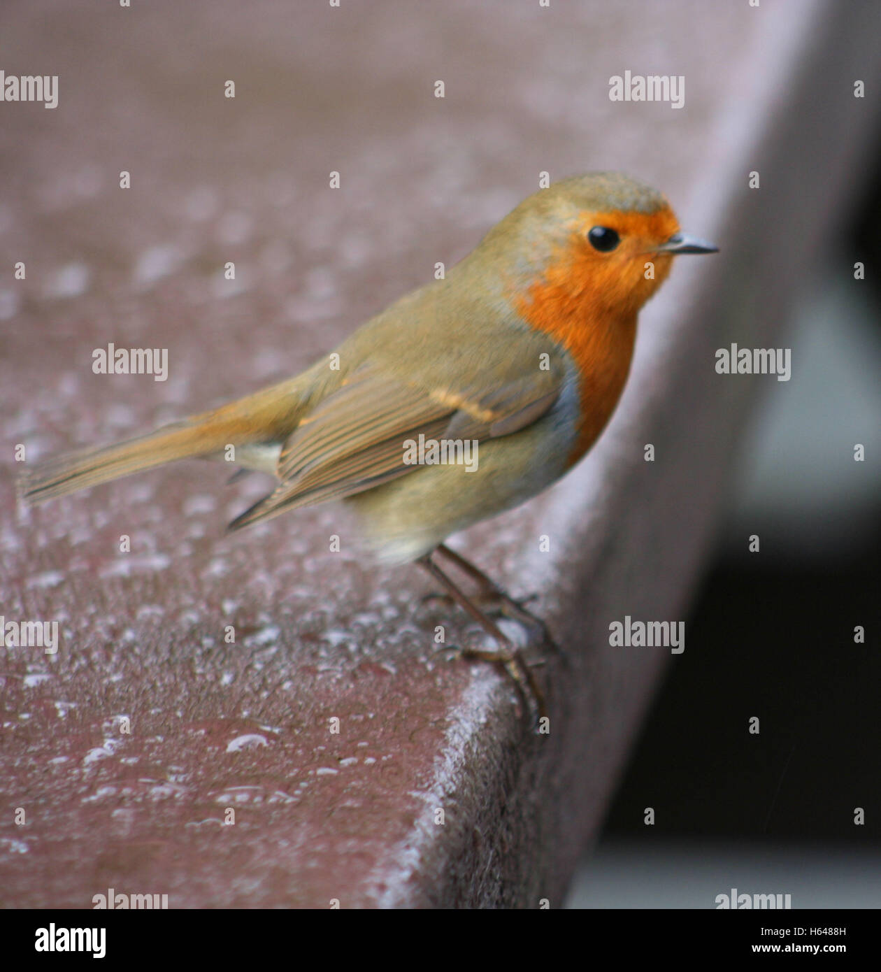 Robin auf einem Hochsitz Stockfoto