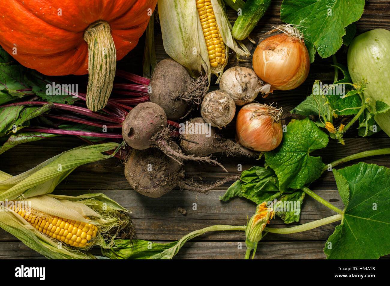 Frisch geerntete Gemüse mit Schmutz Stockfoto