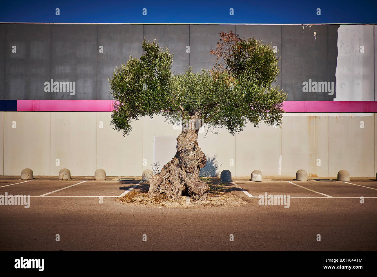 Italien, Apulien, Olivenbaum auf Parkplatz in Cavallino Stockfoto