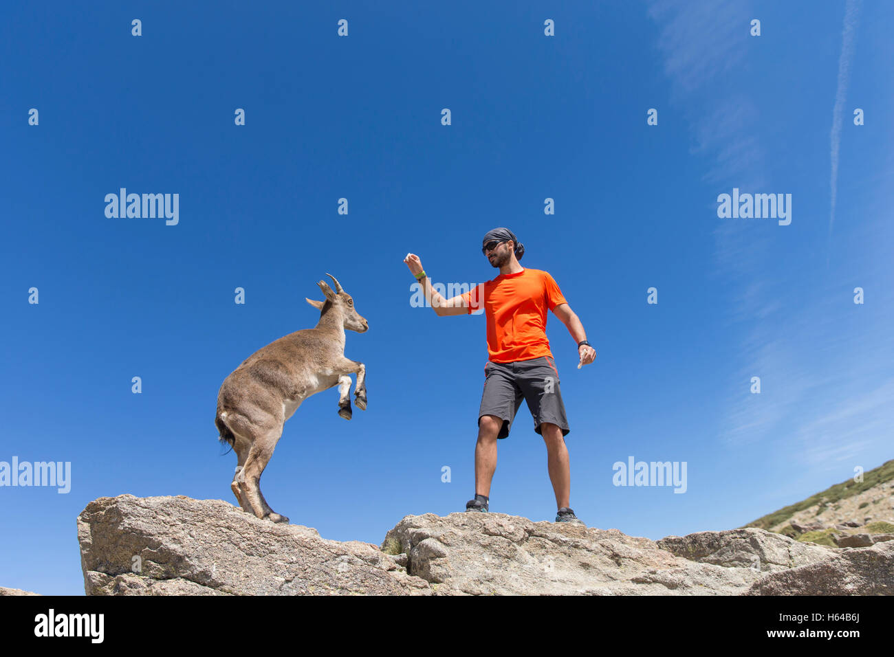 Spanien, Sierra de Gredos, Mann mit westlichen spanische Steinböcke auf einem Felsen Stockfoto