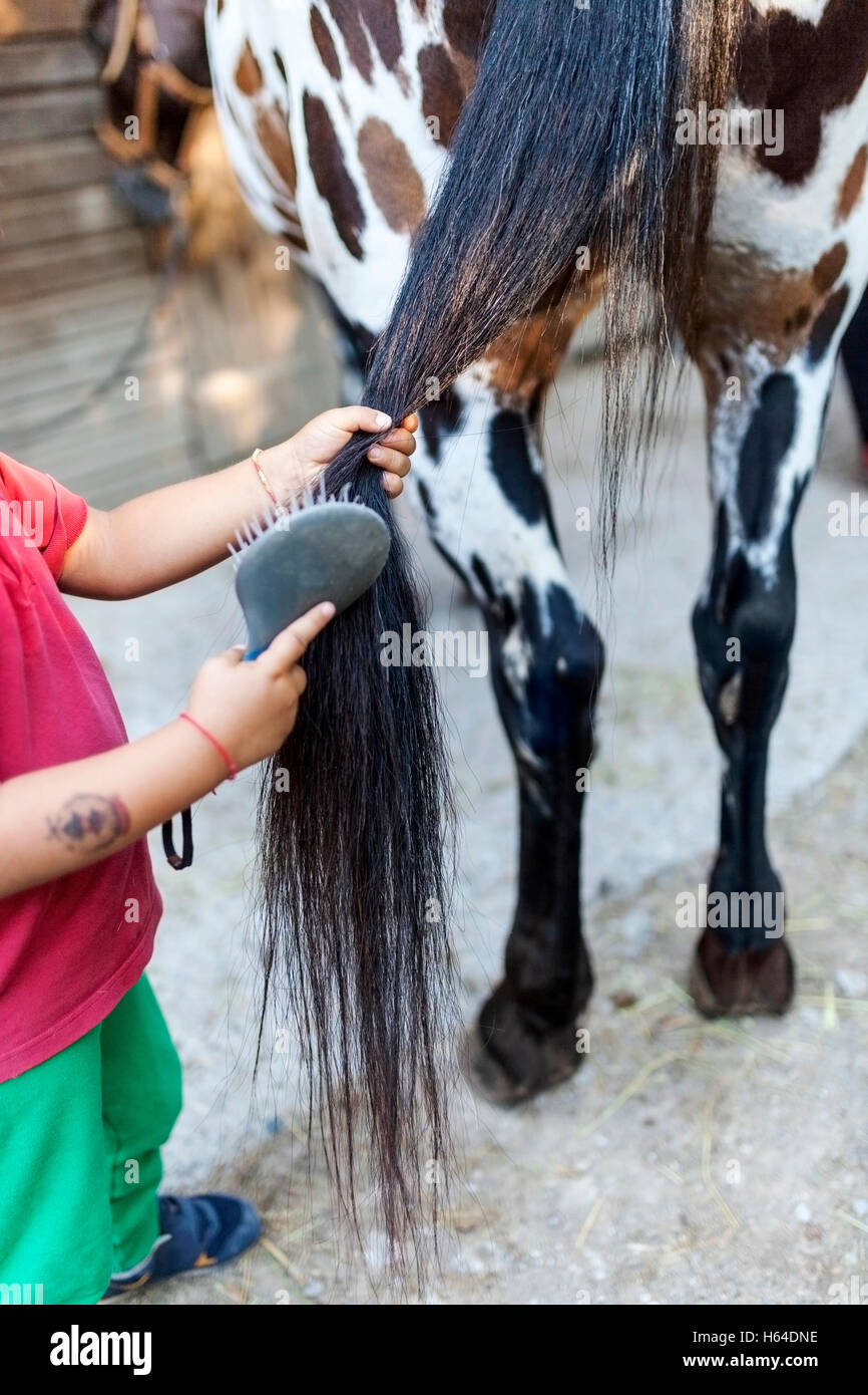 Junge Bürsten Pferd Schwänzchen Stockfoto