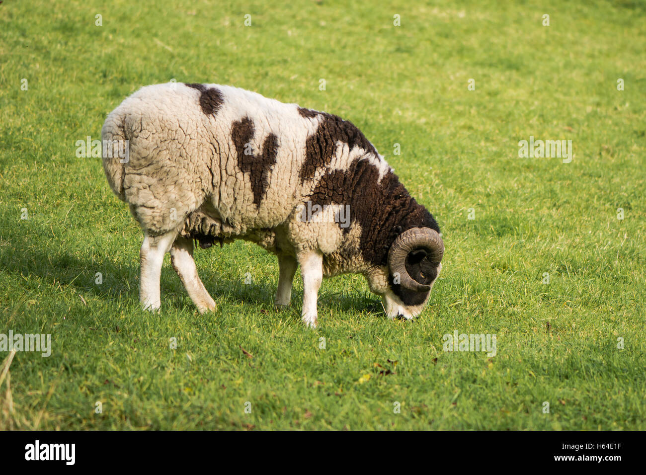 Zwei Horn Stammbaum Jacob Schaf Ram. Seltene braune und weiße gescheckten Schafe, gehalten als ornamentale Haustier, mit zwei gebogenen Hörnern Stockfoto