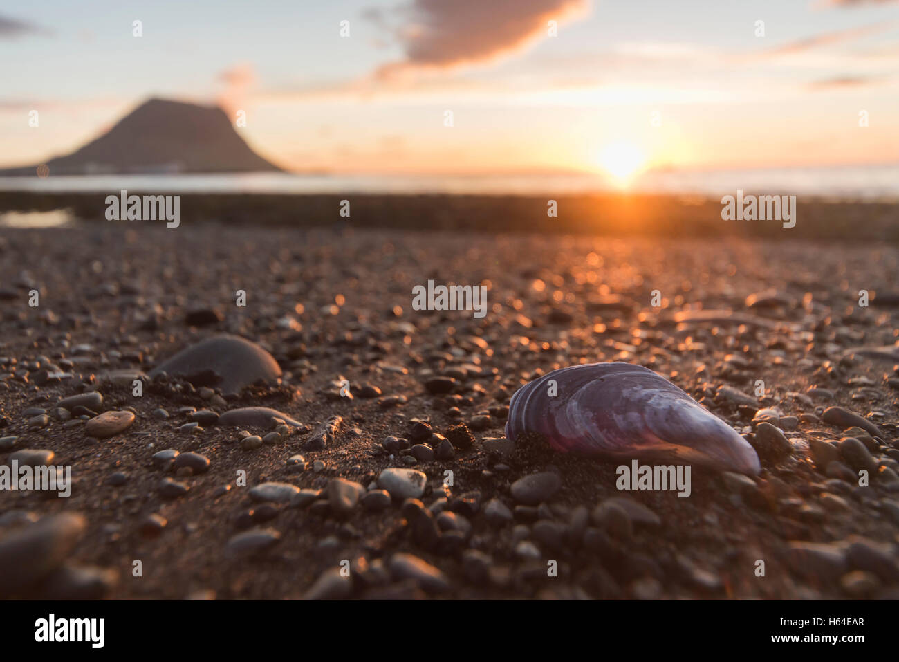 Island, Snæfelsnes, Strand mit Steinen und Muscheln bei Sonnenuntergang Stockfoto