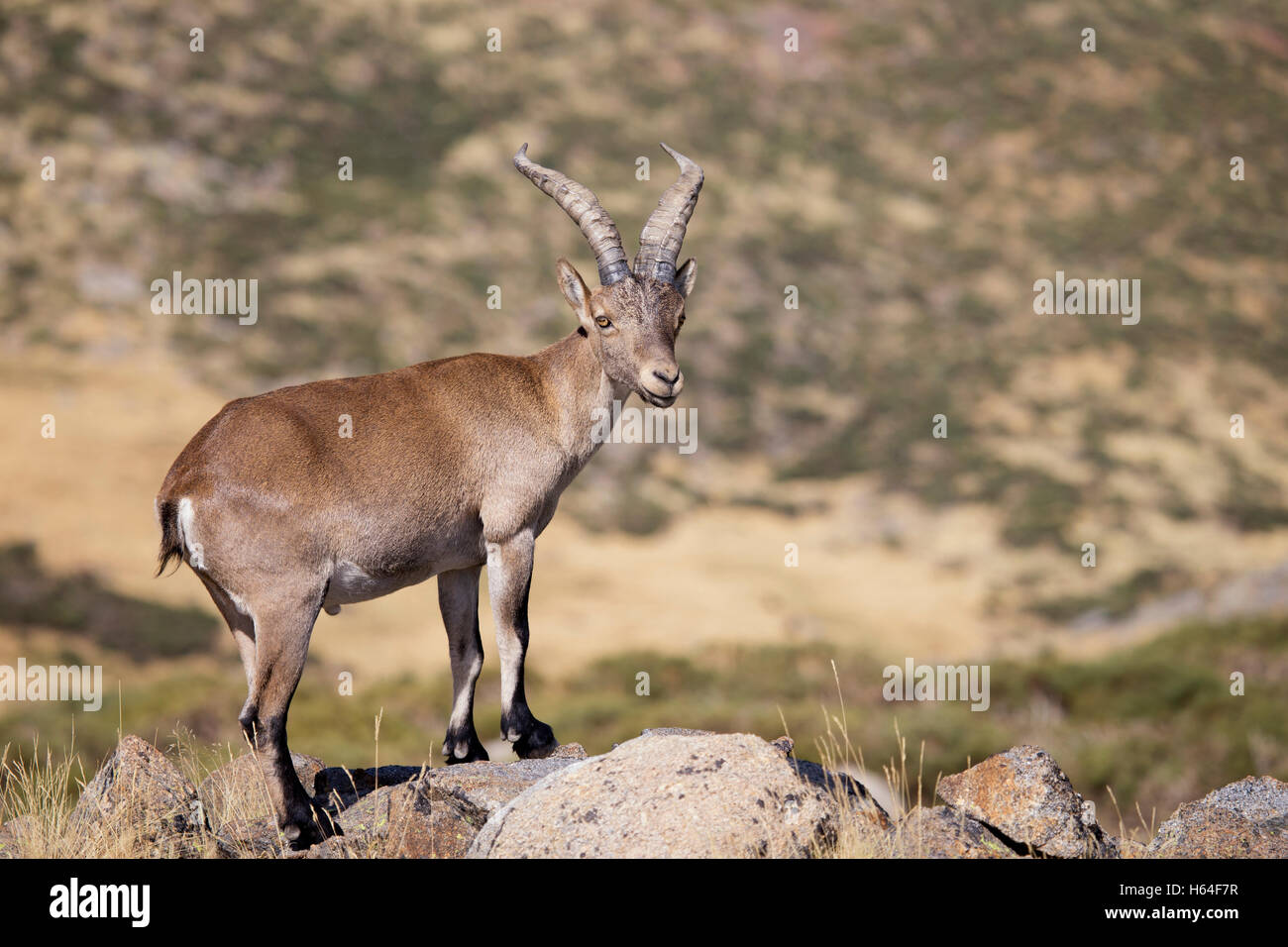 Spanien, Sierra de Gredos, westlichen spanischer Steinbock auf einem Felsen Stockfoto