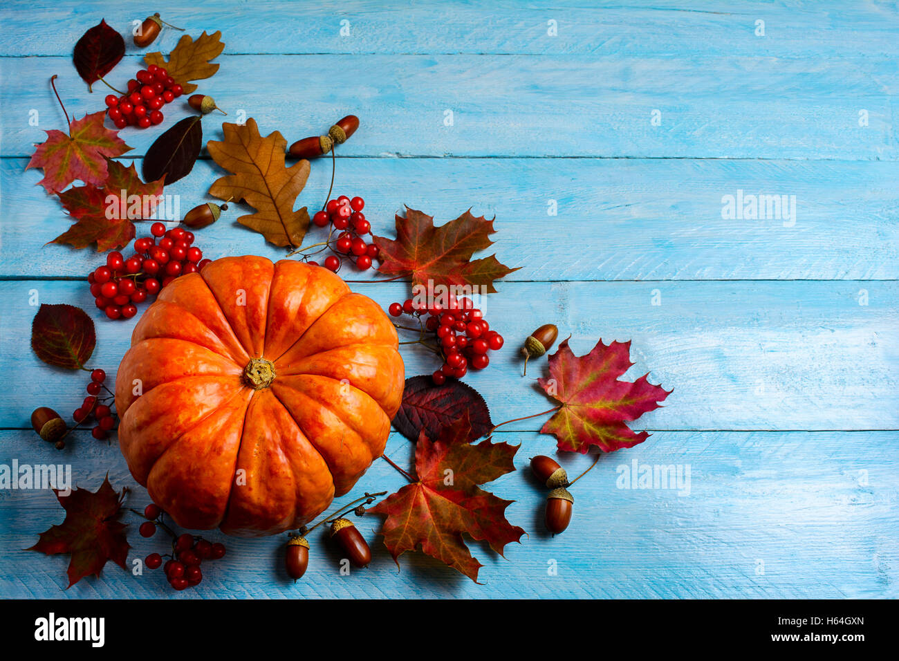 Thanksgiving-Hintergrund mit Reife Orange Kürbis auf blauen Holztisch. Thanksgiving-Hintergrund mit Saisongemüse und berr Stockfoto