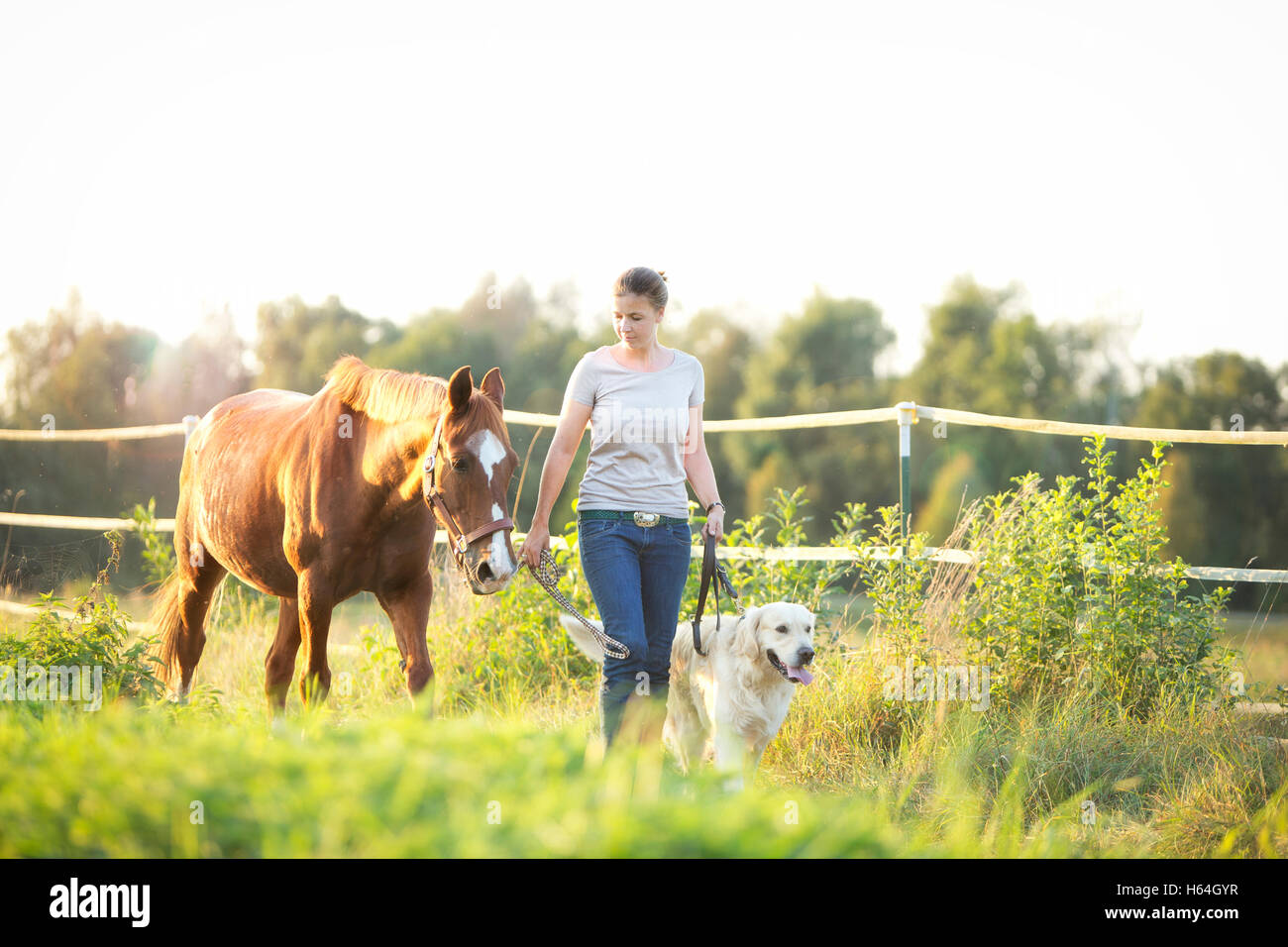 Junge Frau zu Fuß mit Pferd und Hund Stockfoto