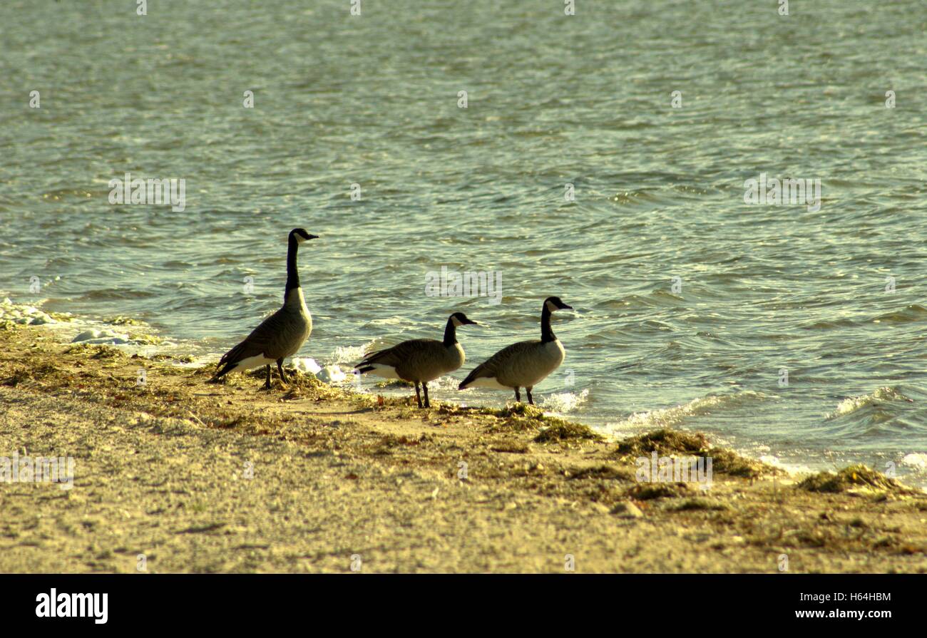 Drei Gänse zu Fuß entlang See Missaukee, Lake City, Michigan Stockfoto