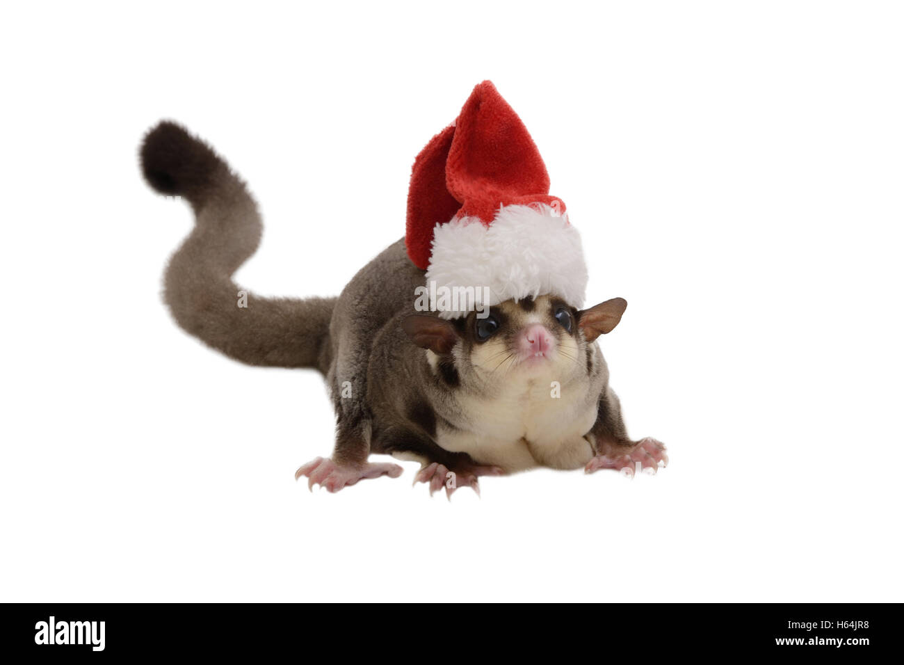Fliegende Eichhörnchen kleine Weihnachtsmann Hut auf weißem Hintergrund. Stockfoto