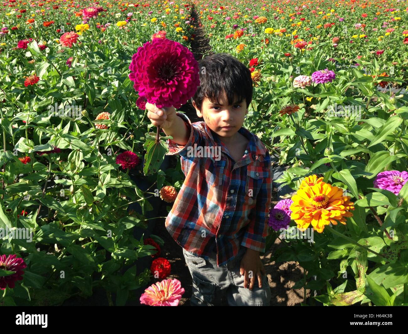 Junge hält einen frisch gepflückten Zinnia Blume. Stockfoto