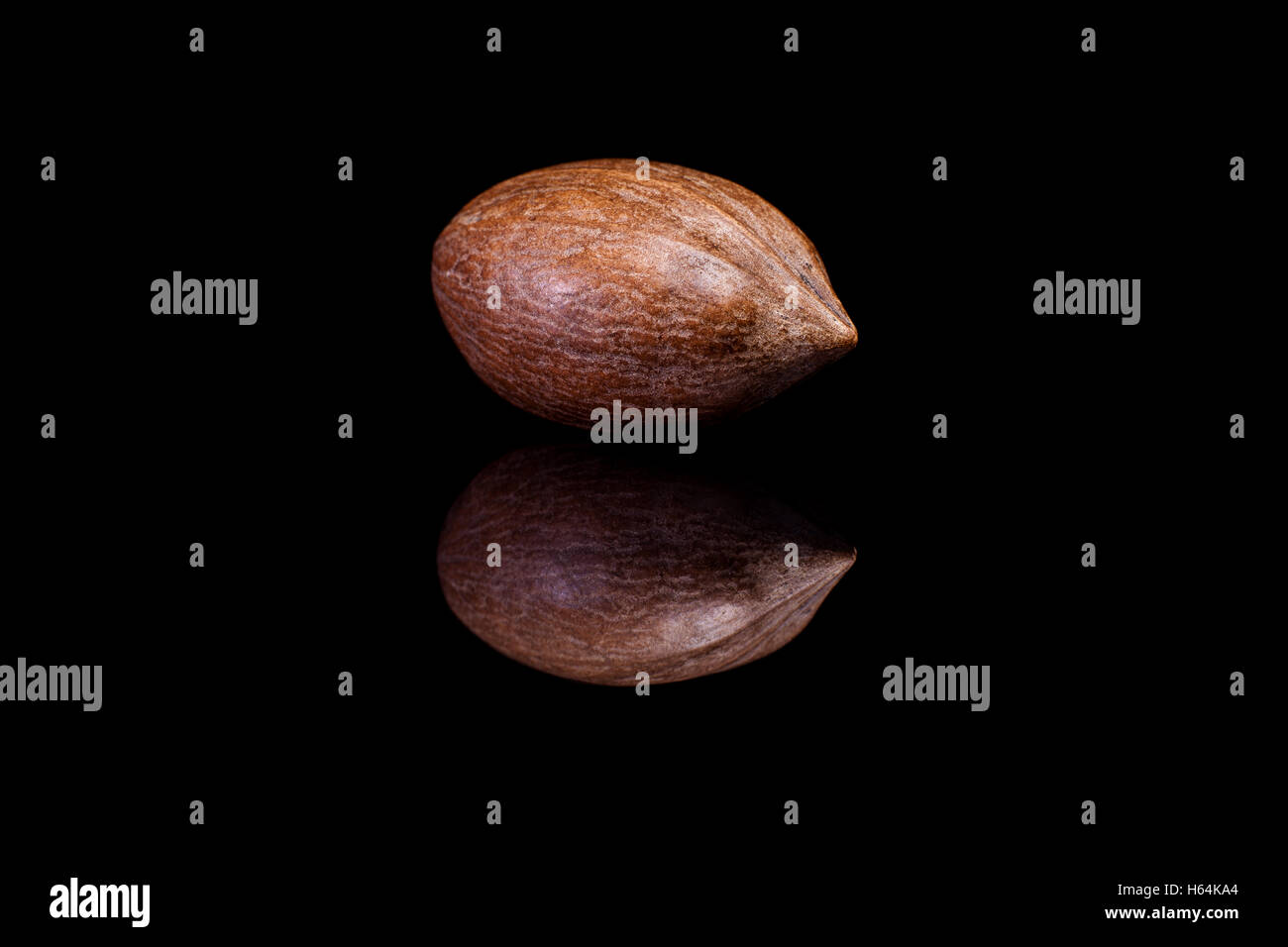 Einzelnen geschälten Pekannuss auf schwarzen reflektierenden Hintergrund isoliert Stockfoto