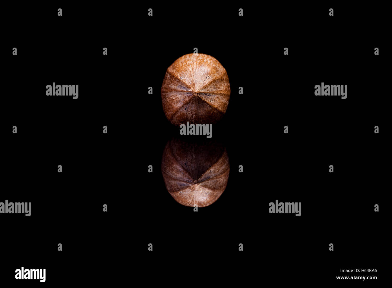 Vorderansicht einzelne einer geschälten Pekannuss auf schwarzen reflektierenden Hintergrund isoliert Stockfoto