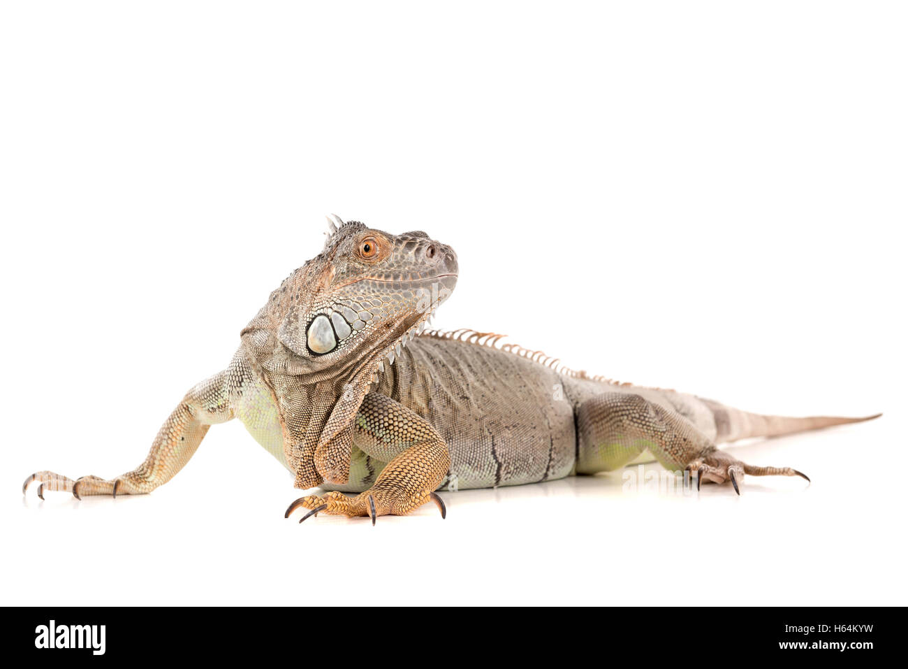 Schöne Iguana in einem weißen Hintergrund isoliert Stockfoto