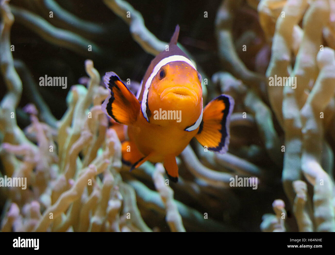 Pazifischen Ozean gemeinsame oder Ocellaris Clownfish (Amphiprion Ocellaris) Stockfoto