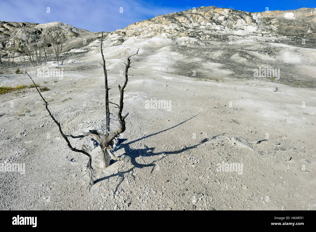 toter Baum auf dem Jupiter Zyklus von Mammoth Hot Springs Gebiet des Yellowstone-Nationalpark, Wyoming Stockfoto