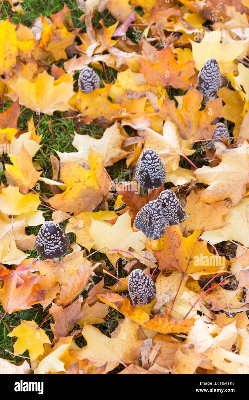 Herbstlaub und konische Pilze auf dem Rasen, Virginia Water, Surrey, England, Vereinigtes Königreich Stockfoto