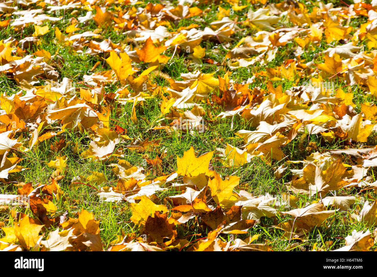 Herbstlaub auf dem Rasen, Virginia Water, Surrey, England, Vereinigtes Königreich Stockfoto