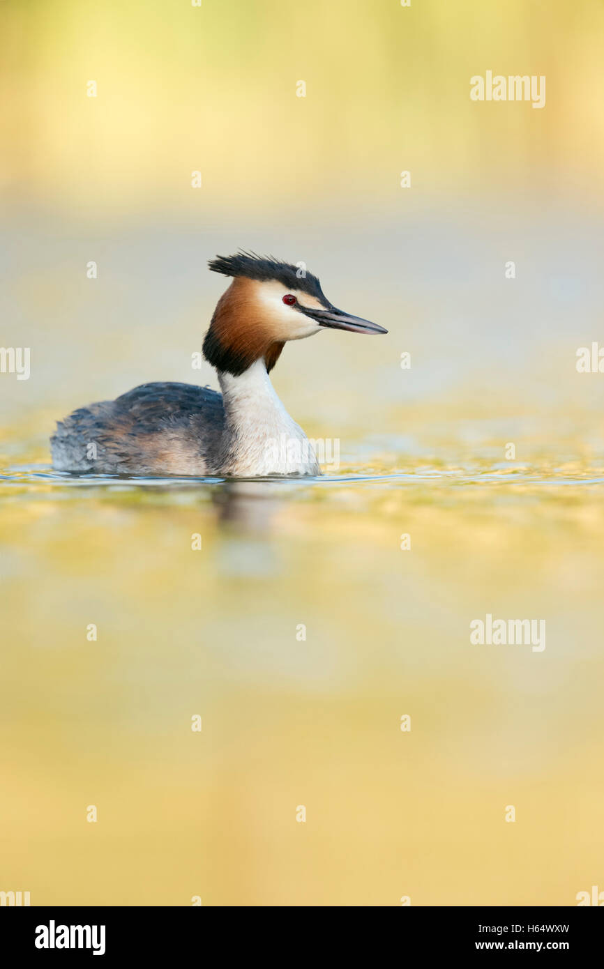 Haubentaucher (Podiceps Cristatus) in Zucht Kleid, Schwimmen am See, vernal gelb hell, Frühling Atmosphäre. Stockfoto